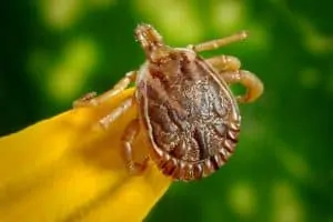 The State of Lyme Disease